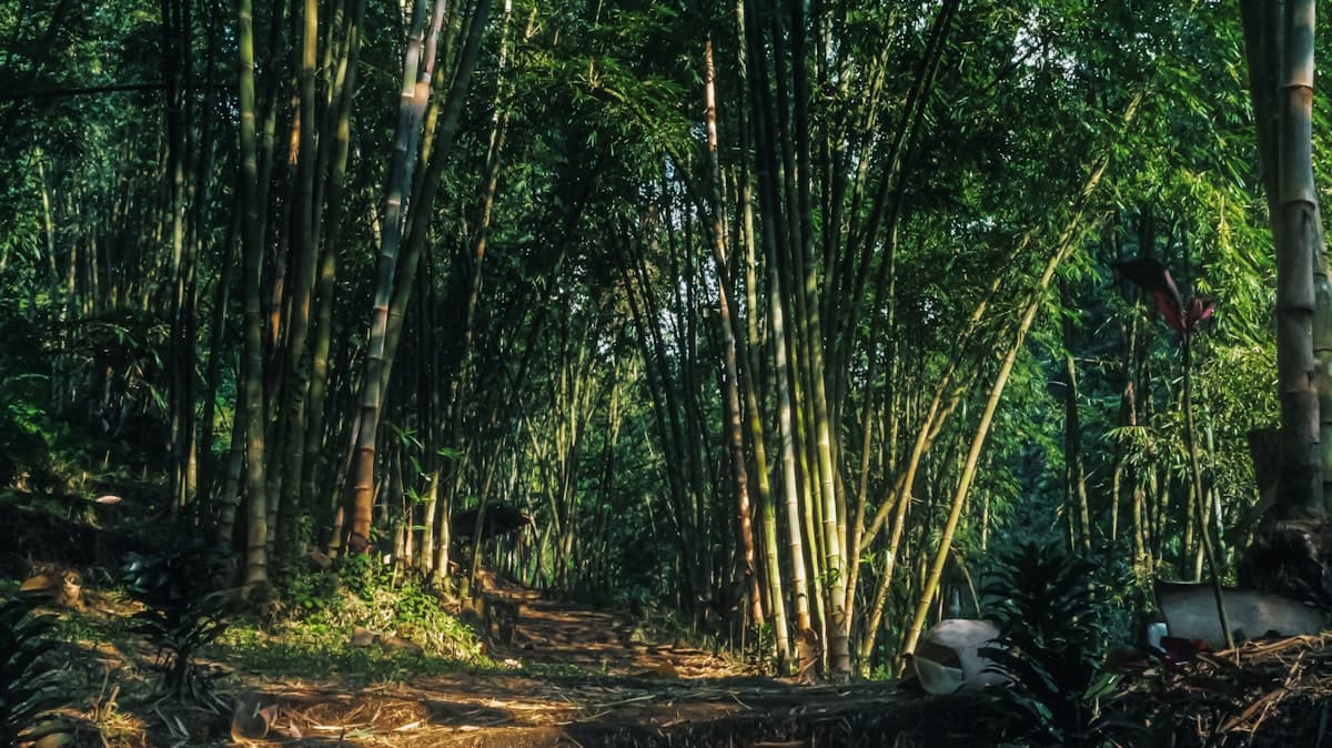 Bamboo Avenue - Photo 2