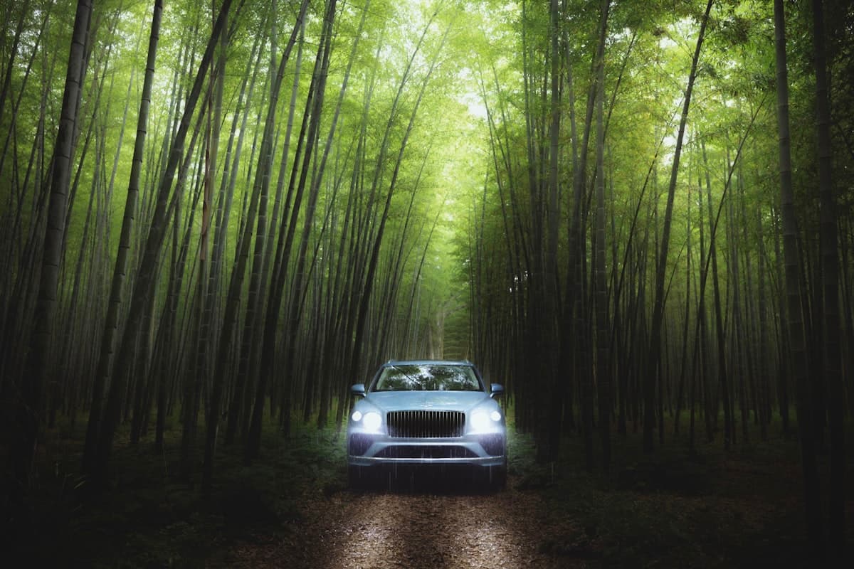 Bamboo Avenue - Photo 3